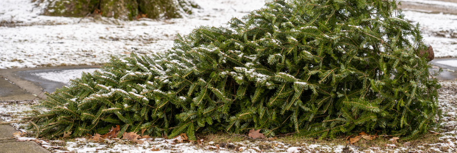 Christmas Tree by Curb