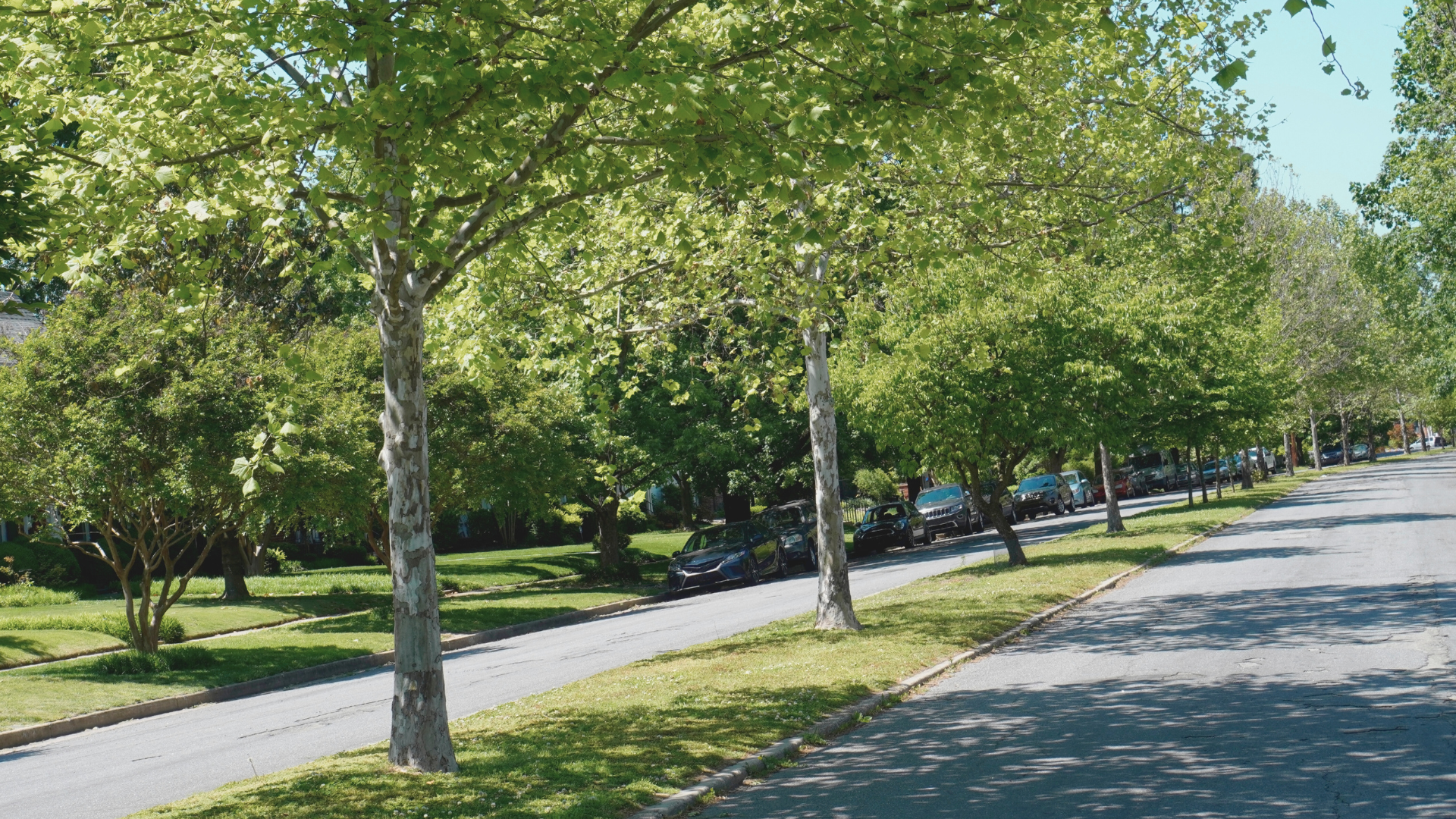 Image of trees along a street