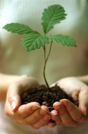 tree-seedling-2556_thumb.jpg